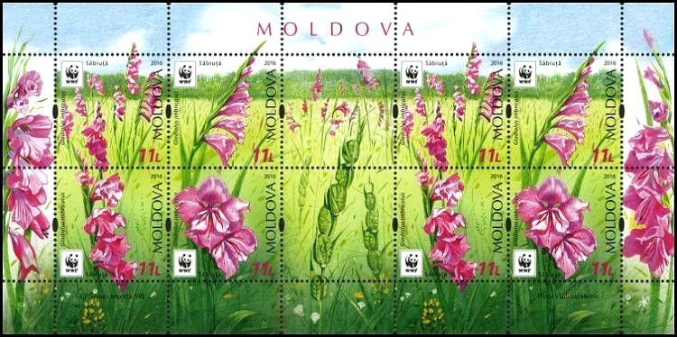 Turkish Marsh Gladiolus (Gladiolus Imbricatus)