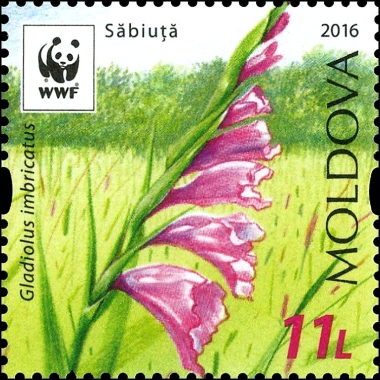 Turkish Marsh Gladiolus (Gladiolus Imbricatus) - White Sky