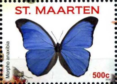 Morpho anaxibia