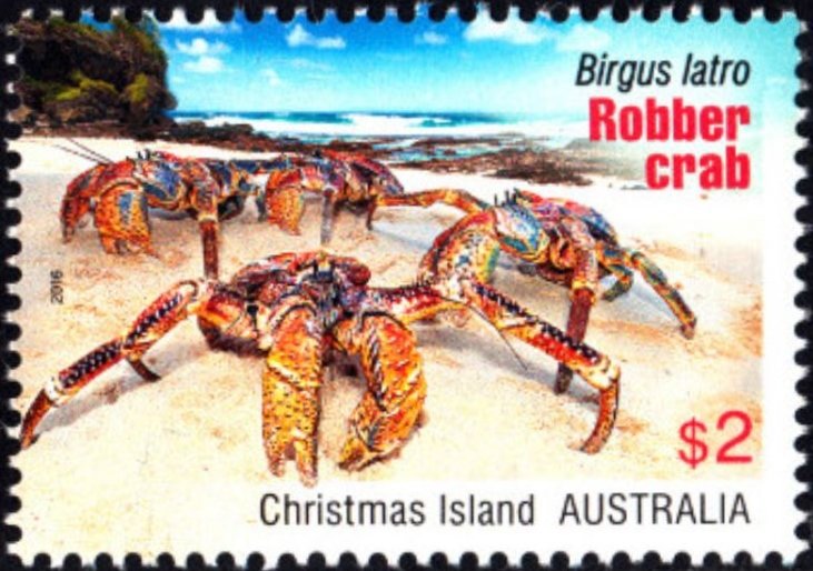 Coconut Crab (Birgus latro)