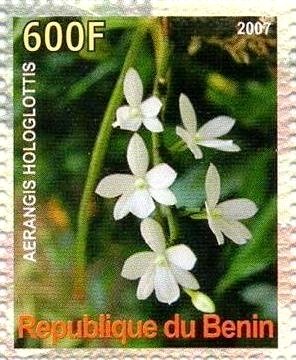 Aerangis hologlottis