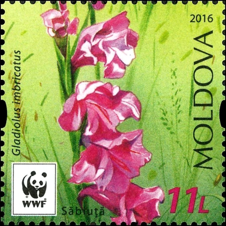 Turkish Marsh Gladiolus (Gladiolus Imbricatus)
