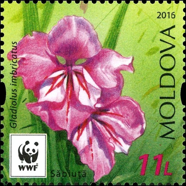 Turkish Marsh Gladiolus (Gladiolus Imbricatus)