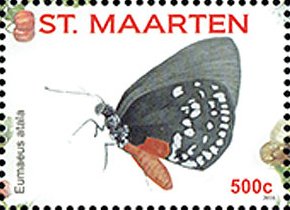 Eumaeus atala