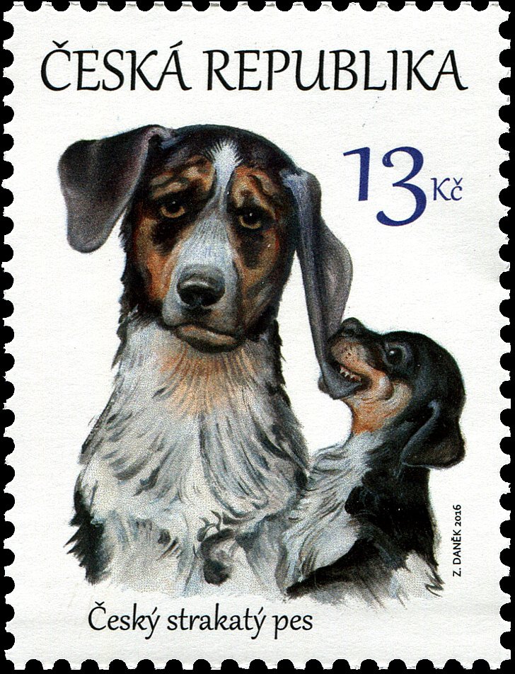 Czech Spotted Dog (Canis lupus familiaris)