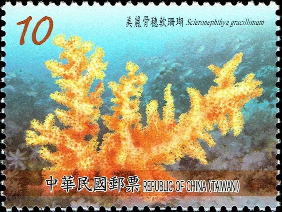 Scleronephthya gracillimum