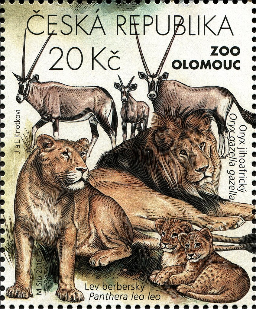 Gemsbok (Oryx gazella), Lion (Panthera leo)