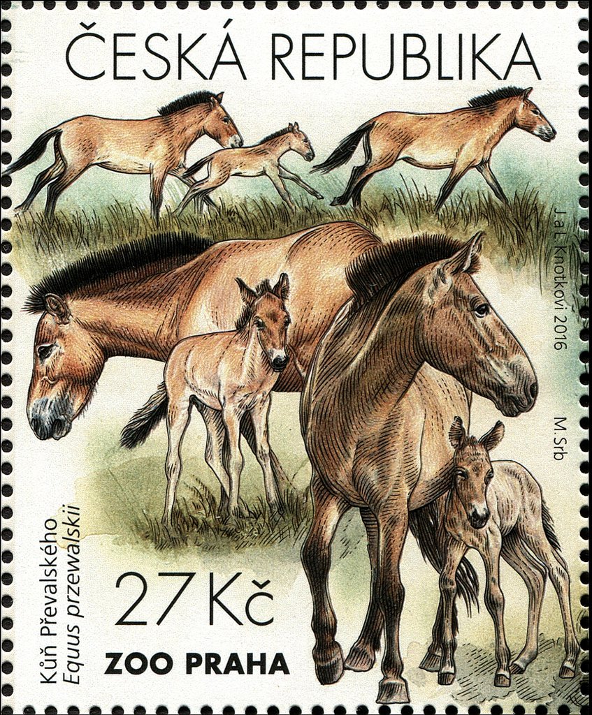 Przewalski’s Horse (Equus ferus przewalskii) 