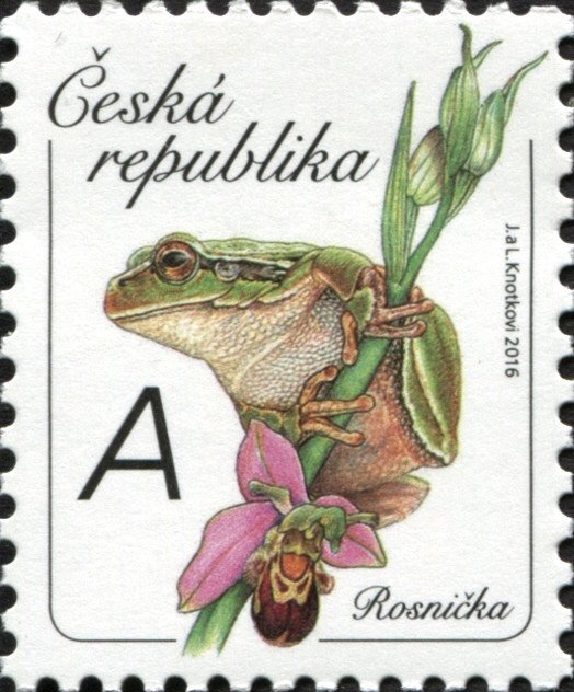 European Tree Frog (Hyla arborea)