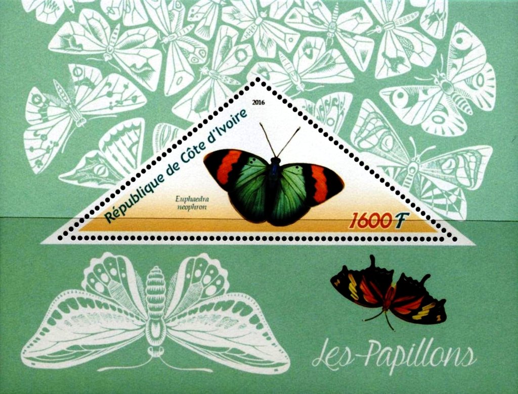 Euphaedra neophron