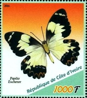 Papilio euchenor