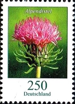 Alpendistel (Carduus defloratus)
