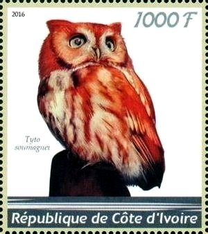 Tyto soumagnei