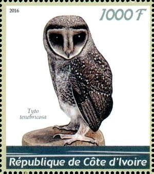 Tyto tenebricosa