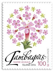 Wild Icelandic Vegetation - Moss campion