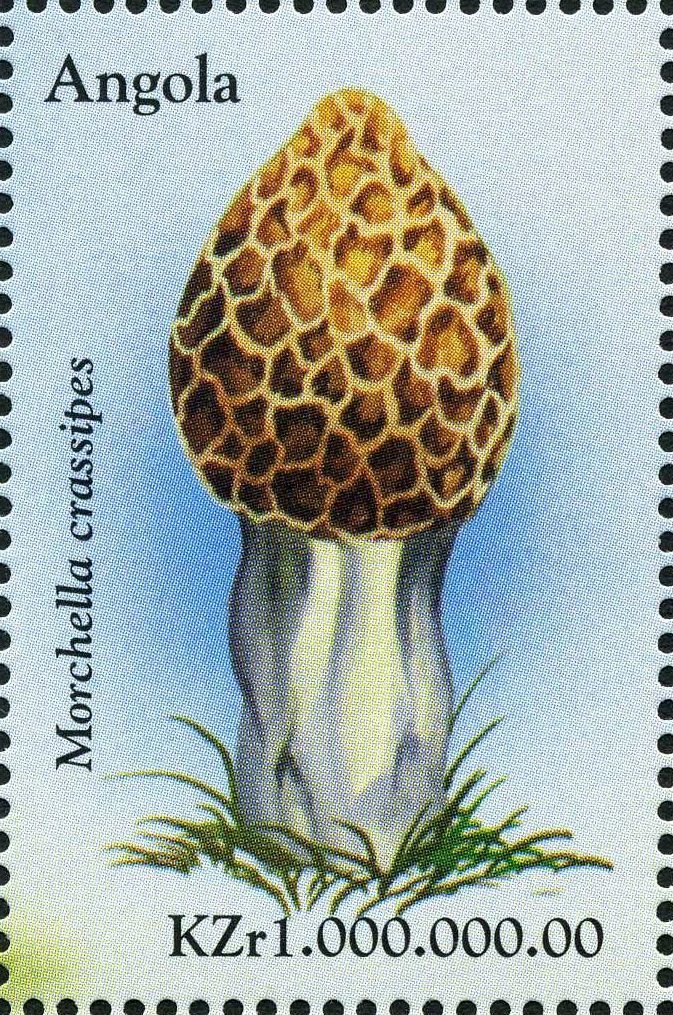 Morchella crassipes.