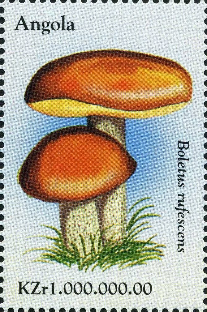 Boletus rufescens.