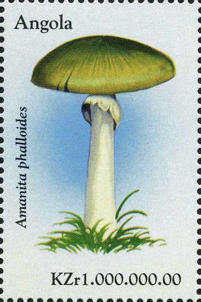 Amanita phalloides.