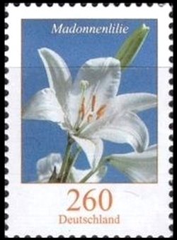Lilium candidum