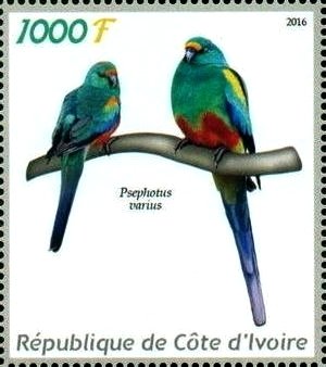 Psephotus varius