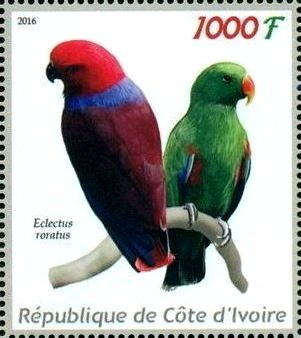 Eclectus roratus