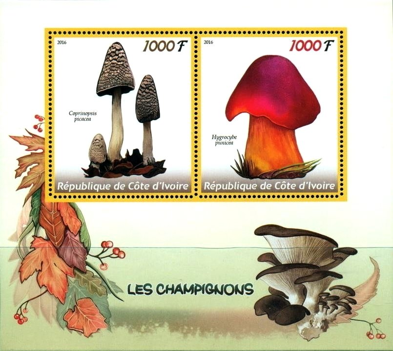 Mushrooms