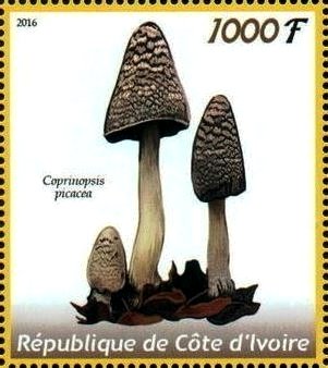 Coprinopsis picacea