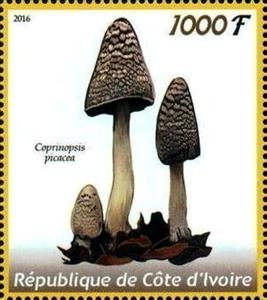 Stamp, Coprinopsis picacea, Cinderellas,  , Mushrooms