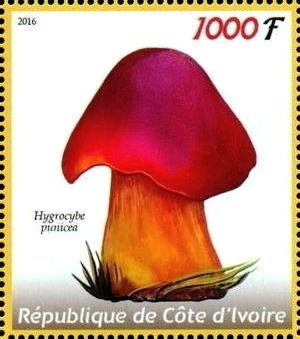 Stamp, Hygrocybe punicea, Cinderellas,  , Mushrooms