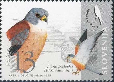 Fauna of Slovenia - Endangered bird species (Lesser kestrel)