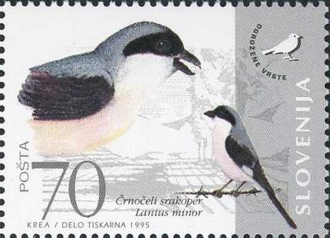 Fauna of Slovenia - Endangered bird species (Lesser grey shr
