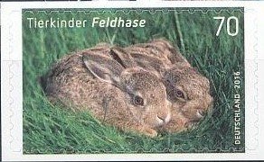 Brown hare (Lepus europeus)