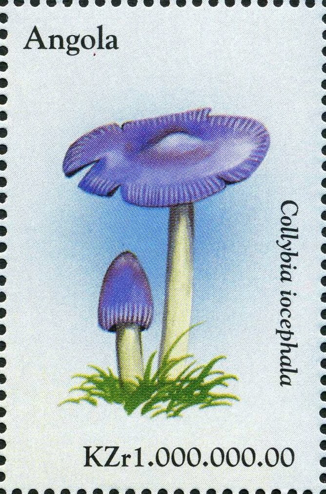 Collybia iocephala.