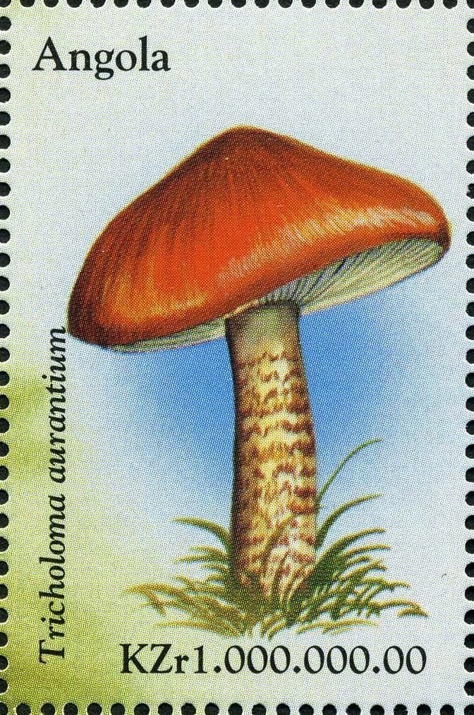 Tricholoma aurantium.