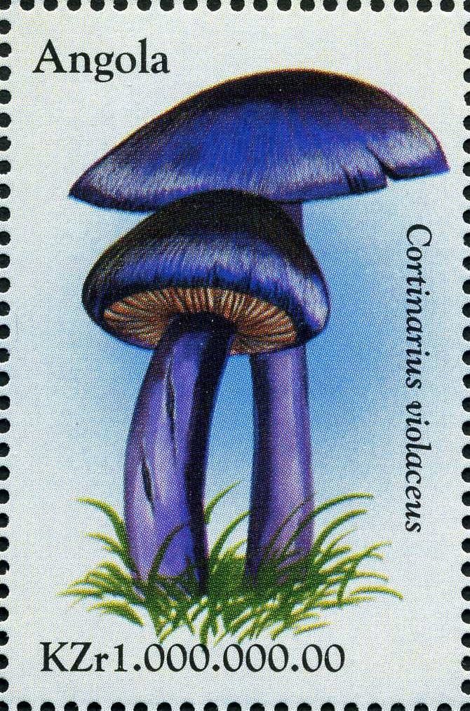 Cortinarius violaceus.