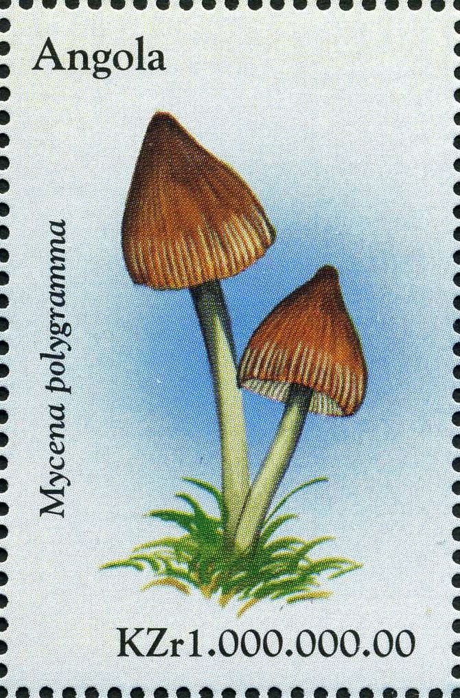 Mycena polygramma.