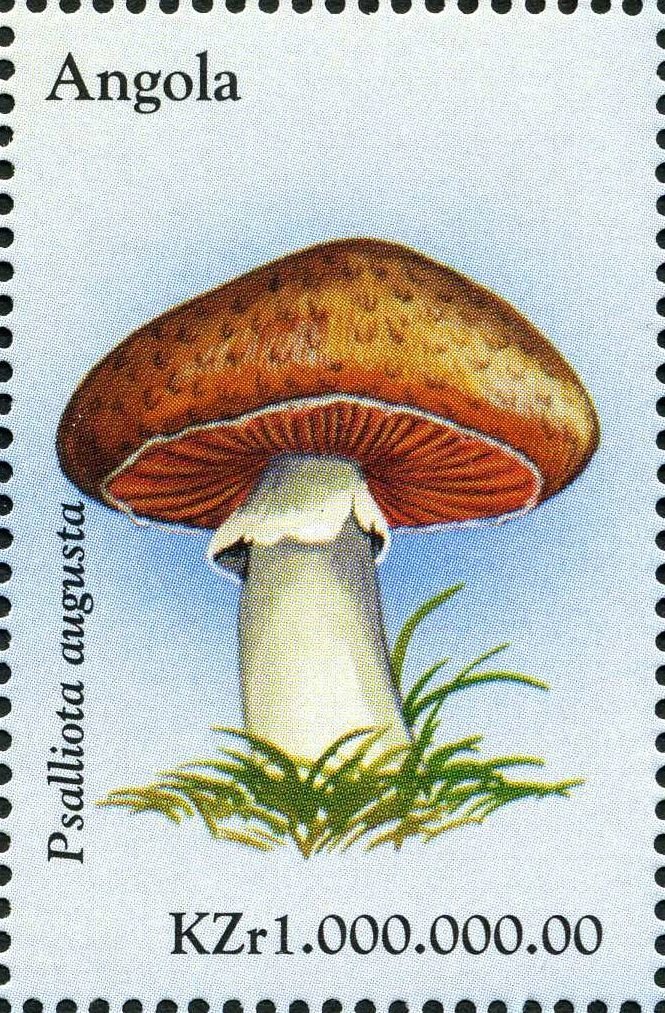 Psalliota augusta.