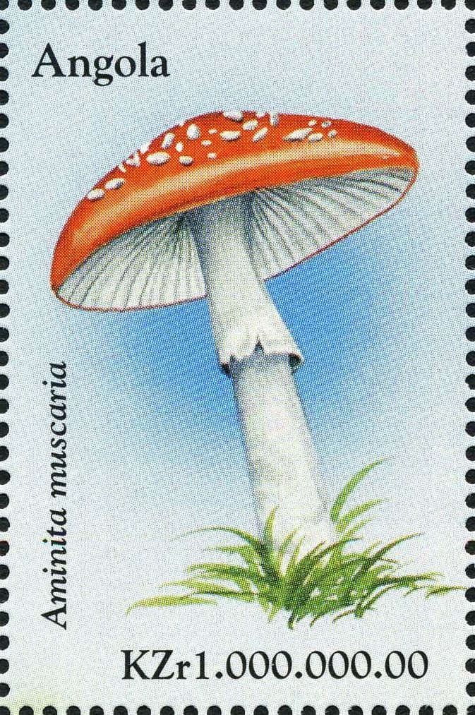 Amanita muscaria.