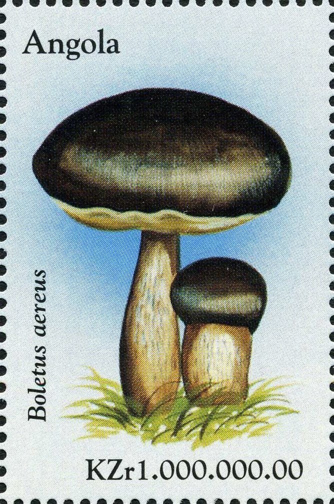 Boletus aereus.