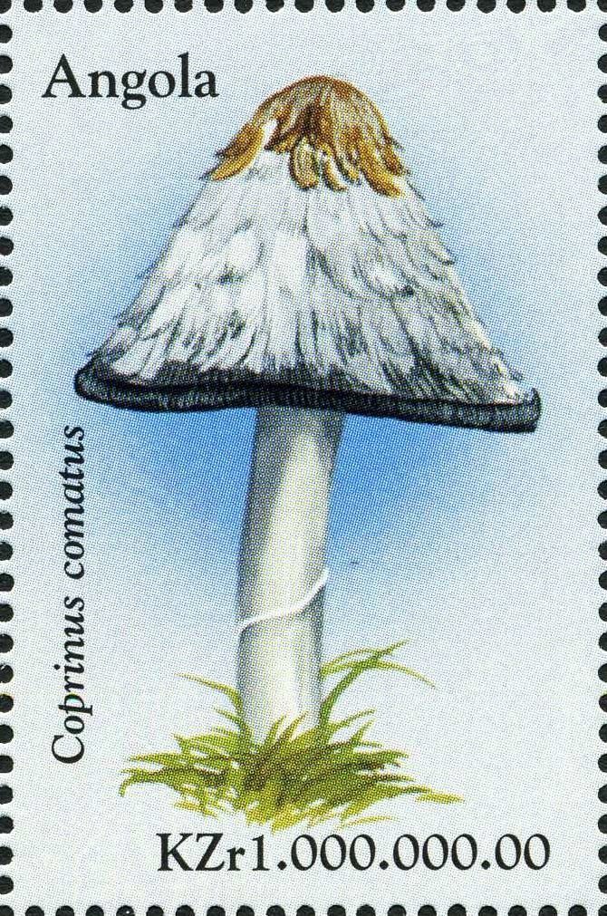 Coprinus comatus.