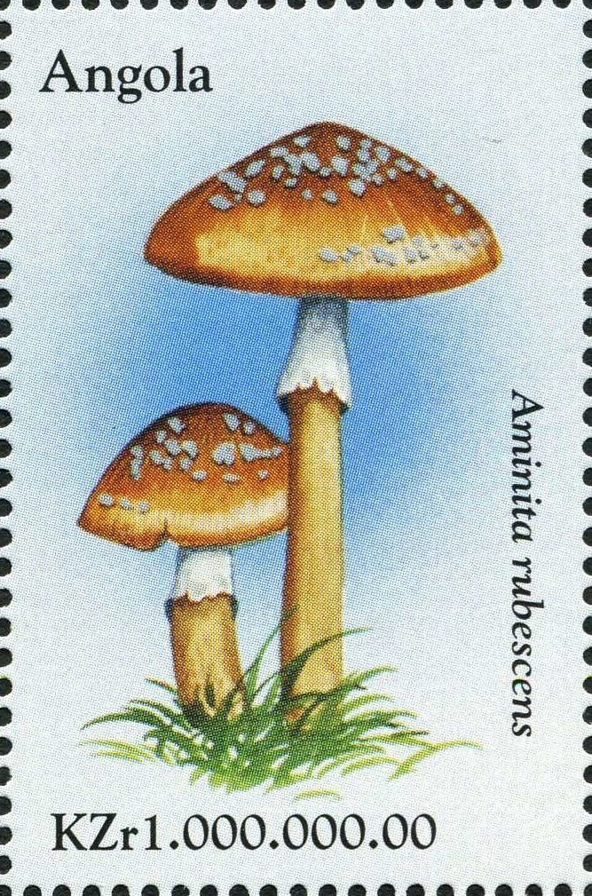 Amanita rubescens.