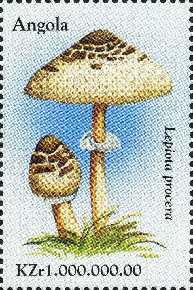 Lepiota procera.