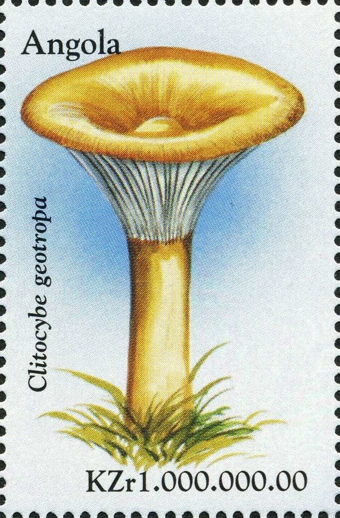 Clitocybe geotropa.