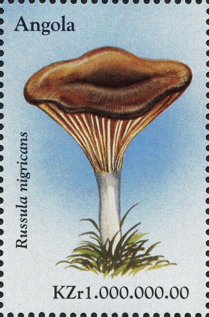 Russula nigricans.