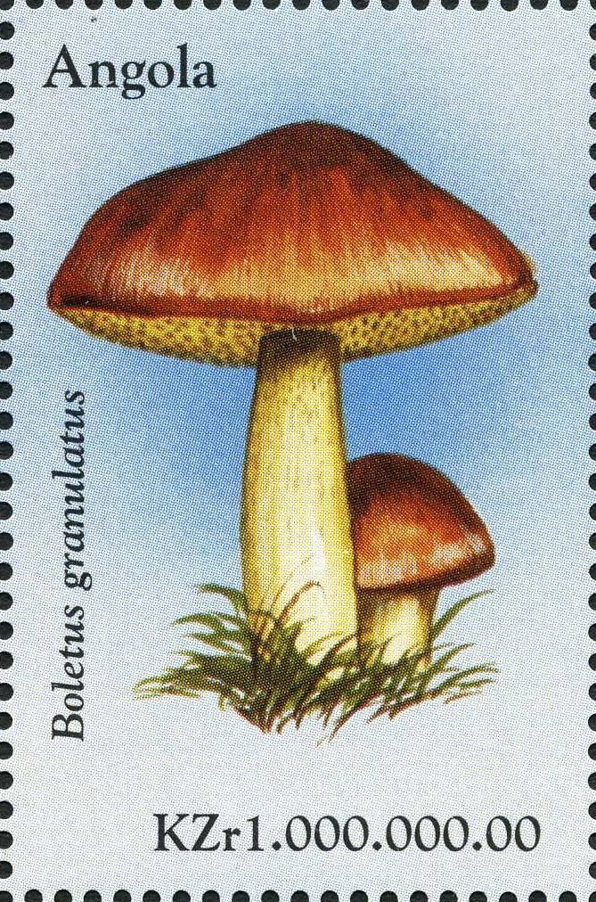 Boletus granulatus.