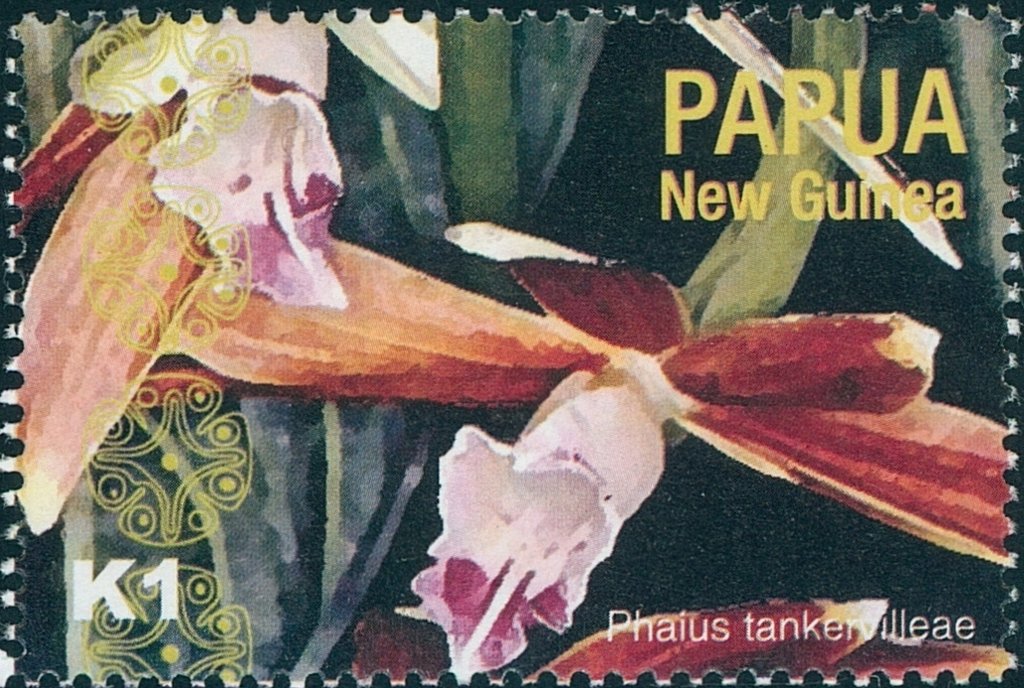 Phaius tankervilleae