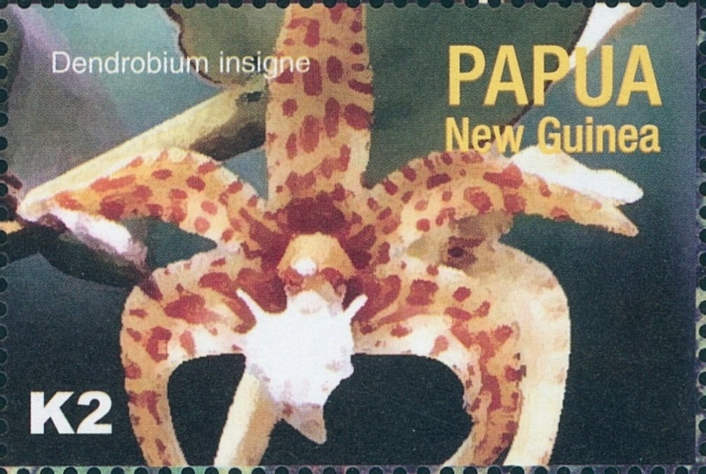 Dendrobium insigne
