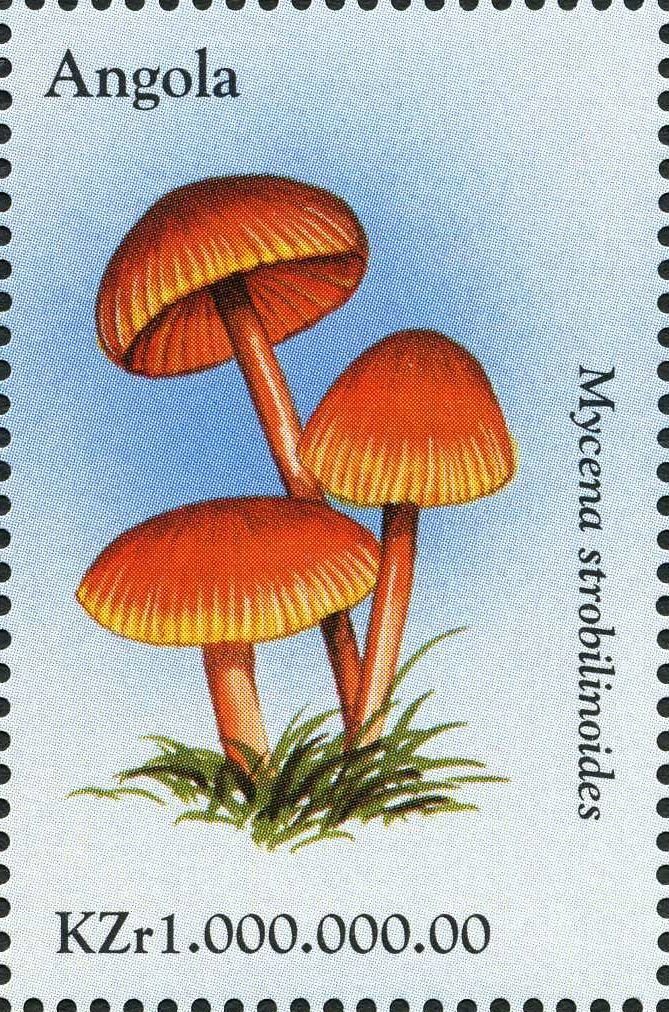 Mycena strobilinoides.