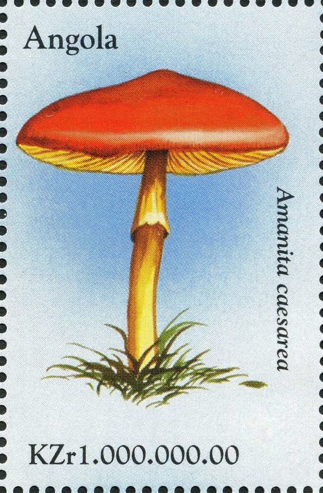 Amanita caesarea.