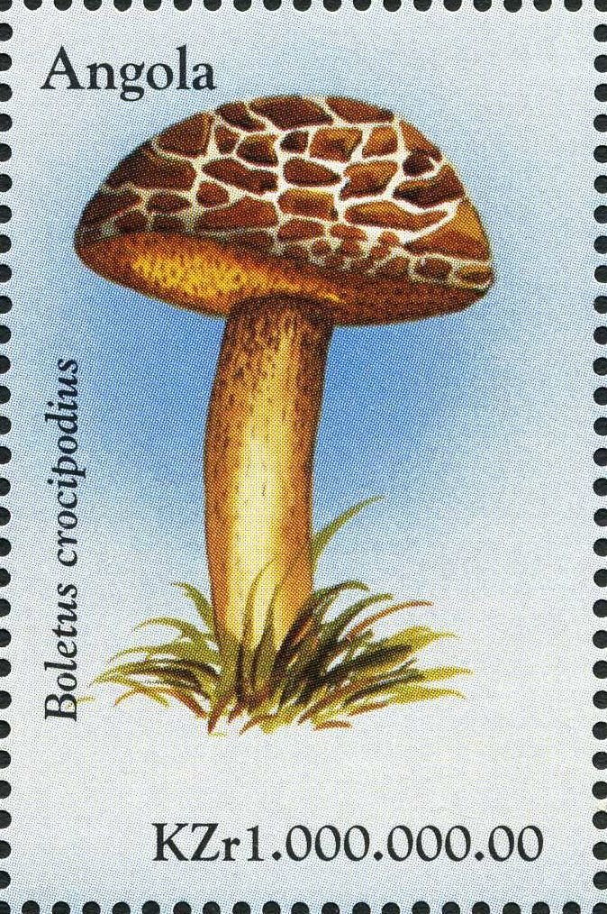 Boletus crocipodius.